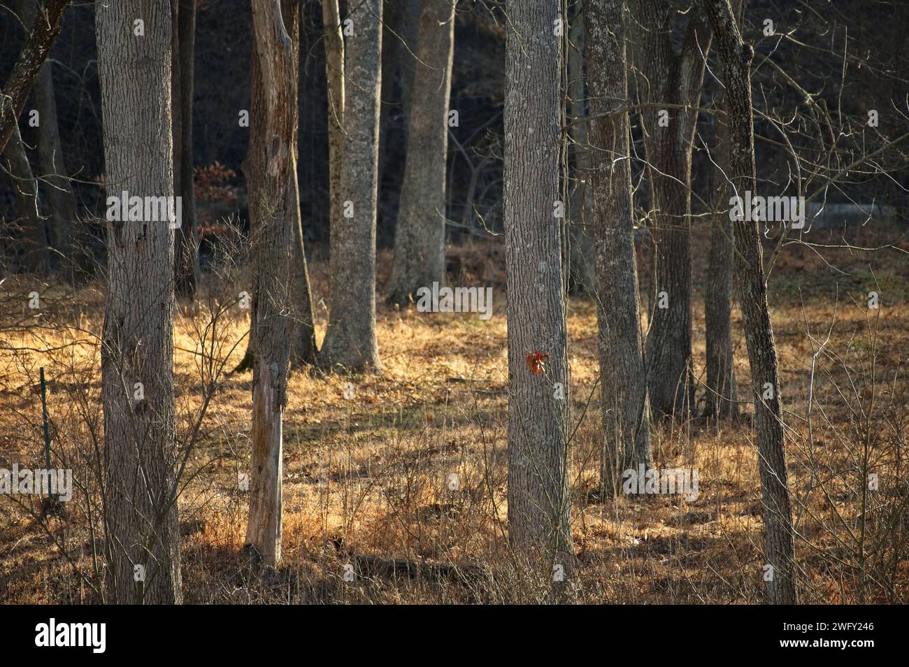 DATE 02012024; Downey Mill Road out of Taylorstown, is one of, if not