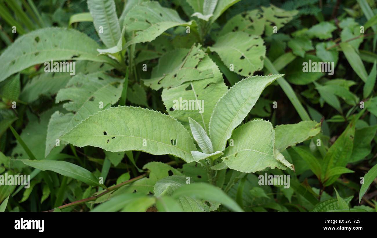 Blumea balsamifera (Sembung). This plants are commonly used to treat colds, rheumatism, bloating, diarrhea, bone aches, diuretics, infections Stock Photo
