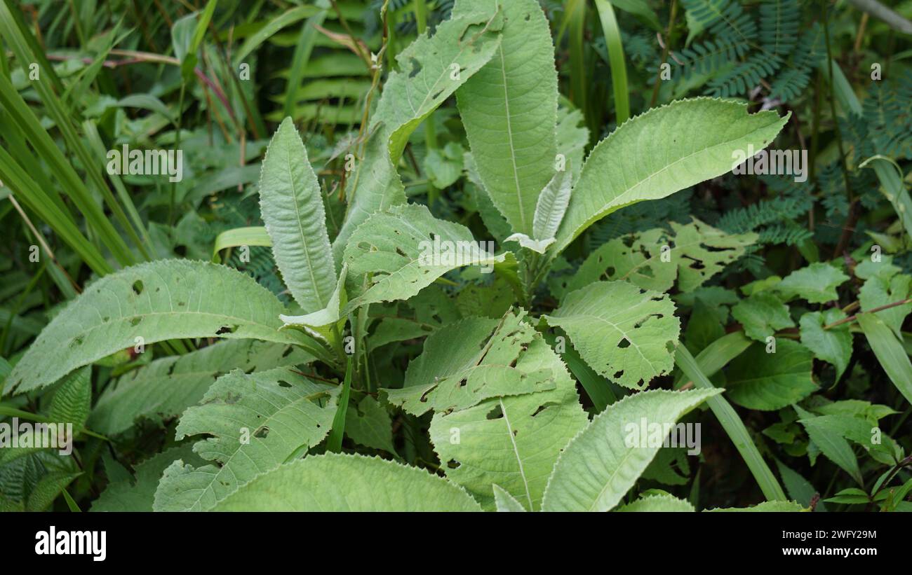 Blumea balsamifera (Sembung). This plants are commonly used to treat colds, rheumatism, bloating, diarrhea, bone aches, diuretics, infections Stock Photo