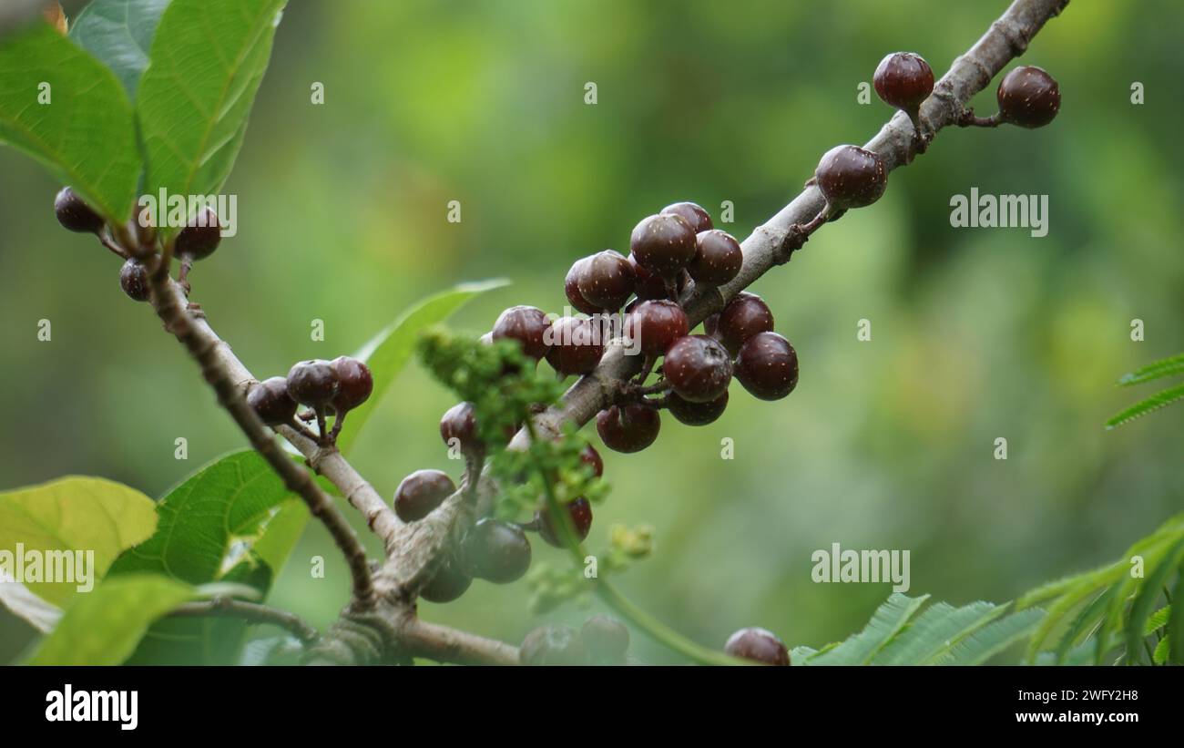 The fruit of ficus sp. Ficus is a genus of about 850 species of woody trees, shrubs, vines, epiphytes and hemiepiphytes in the family Moraceae. Stock Photo