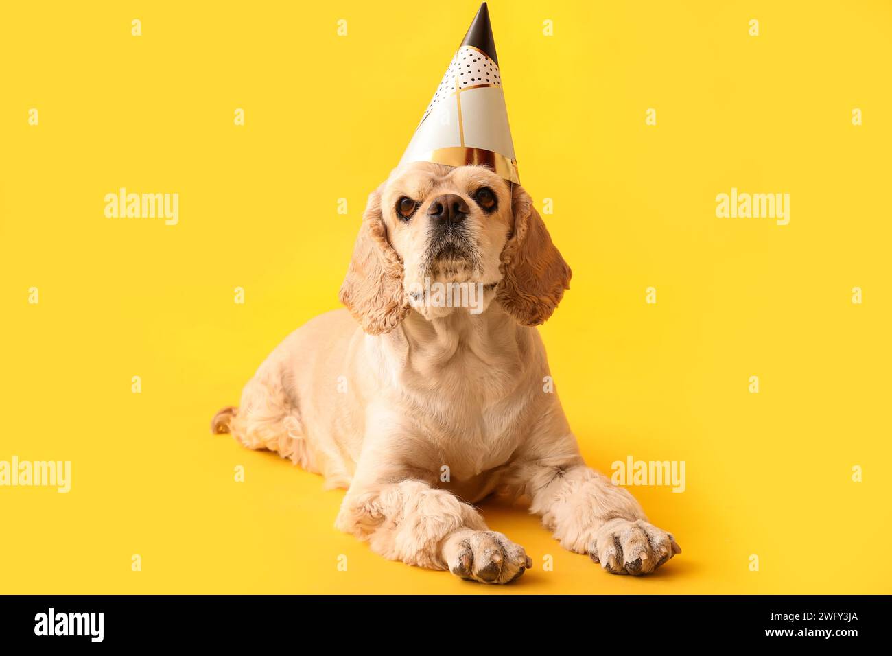 Cute Cocker Spaniel with party hat on yellow background Stock Photo - Alamy