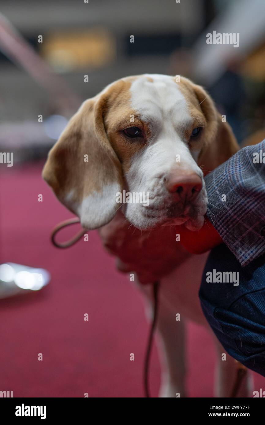 Breakdancer Stock Photo