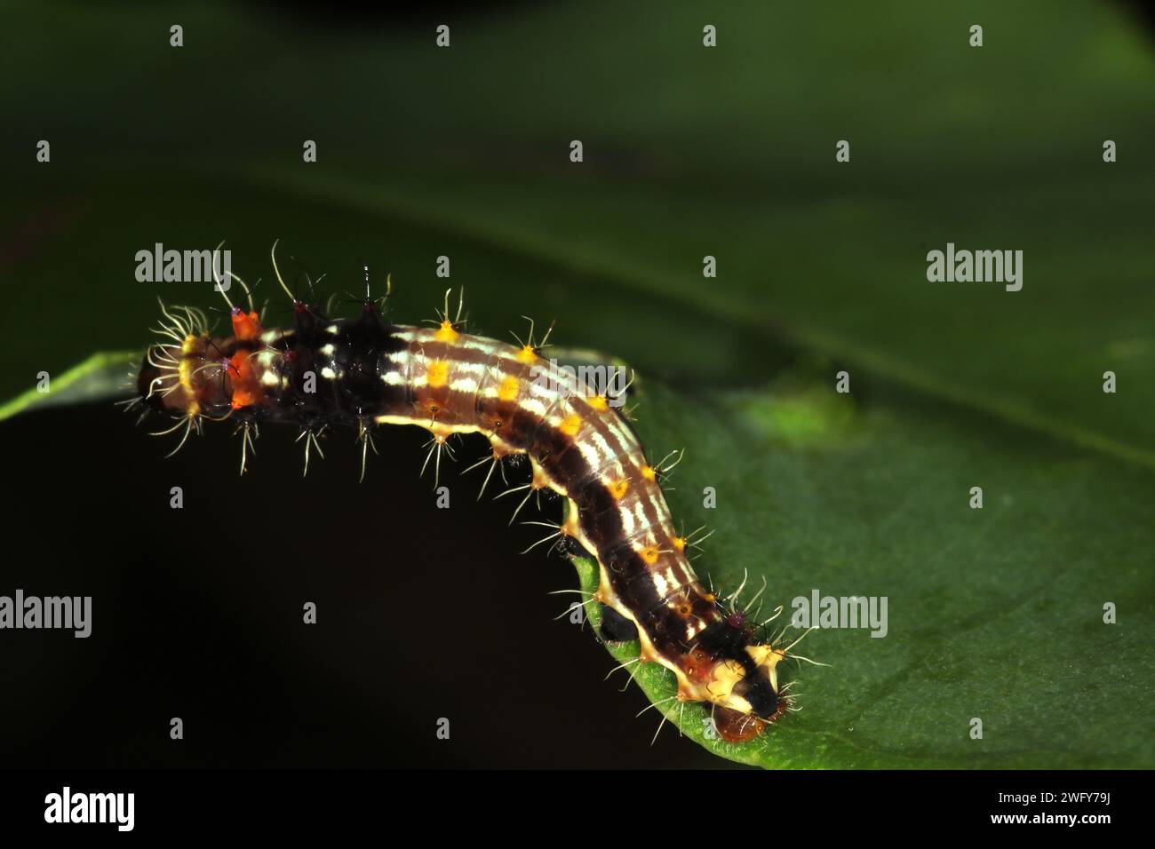 Emperor gum moth caterpillars (Opodiphthera eucalypti) stages Stock Photo Alamy