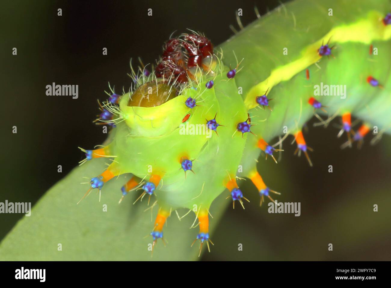 Emperor gum moth caterpillars (Opodiphthera eucalypti) stages Stock