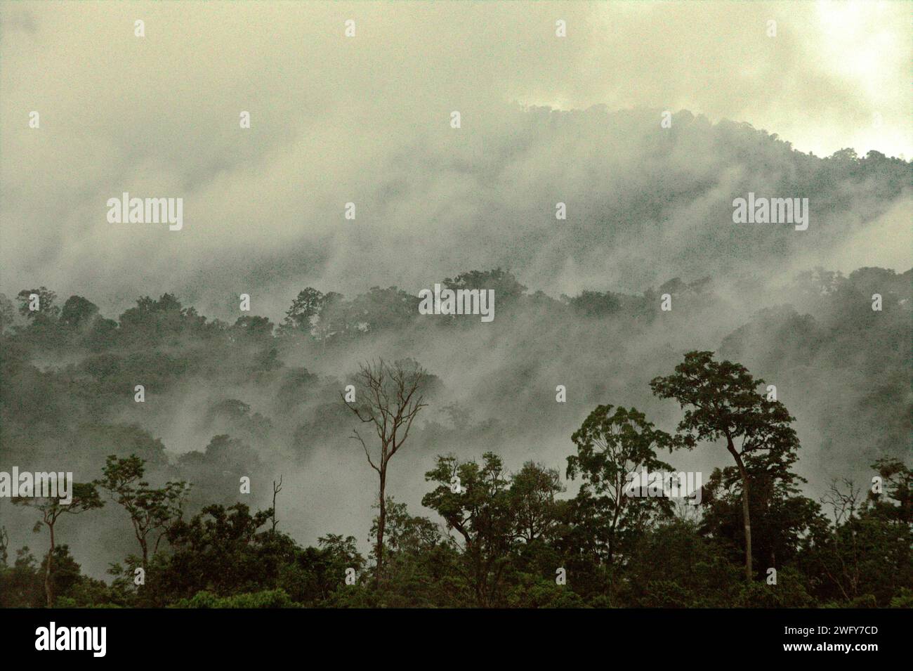 View of vegetation and rainforest landscape at the foot of Mount Tangkoko and Dua Saudara (Duasudara) in Bitung, North Sulawesi, Indonesia. A healthy rainforest is important in fighting climate change, according to an August 2023 report by Wildlife Conservation Society. 'High-integrity tropical forests are estimated to remove and store around 3.6 billion tons of CO2 per year (net) from the atmosphere,' they reported on PLOS. Therefore, 'tropical forests play a critical role in supporting human well-being, food security, and the maintenance of biodiversity,' Laura Borma added in... Stock Photo