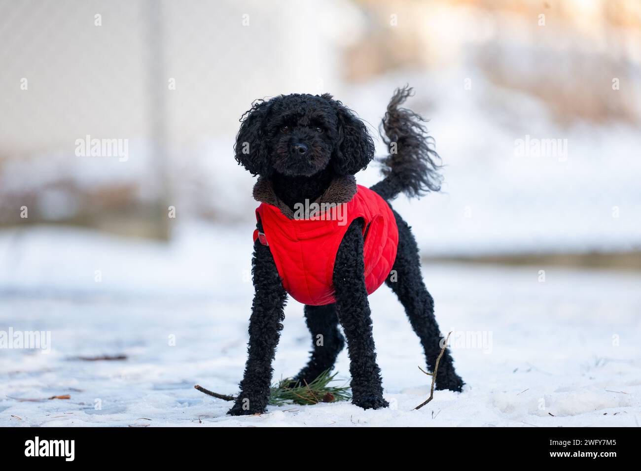 A small black dog in a red suit in the snow Stock Photo