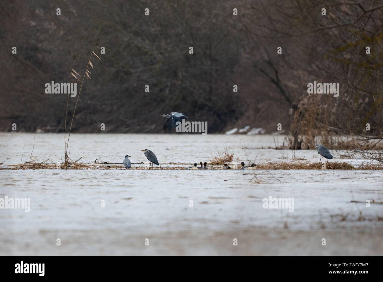 Gray herons on the Vistula River in Poland Stock Photo