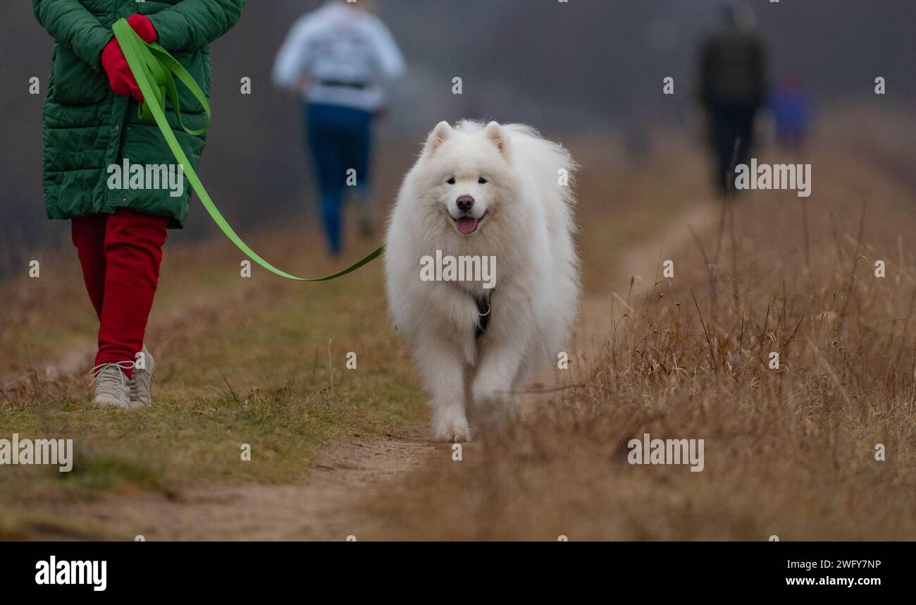 A husky dog on a walk in the park with its owner Stock Photo - Alamy