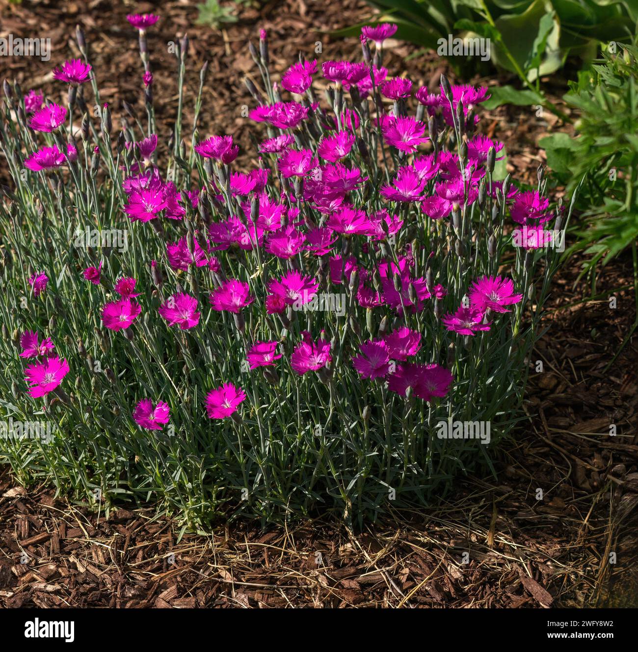 Dianthus plant with colorful pink flowers blooming in a mulched garden. Stock Photo