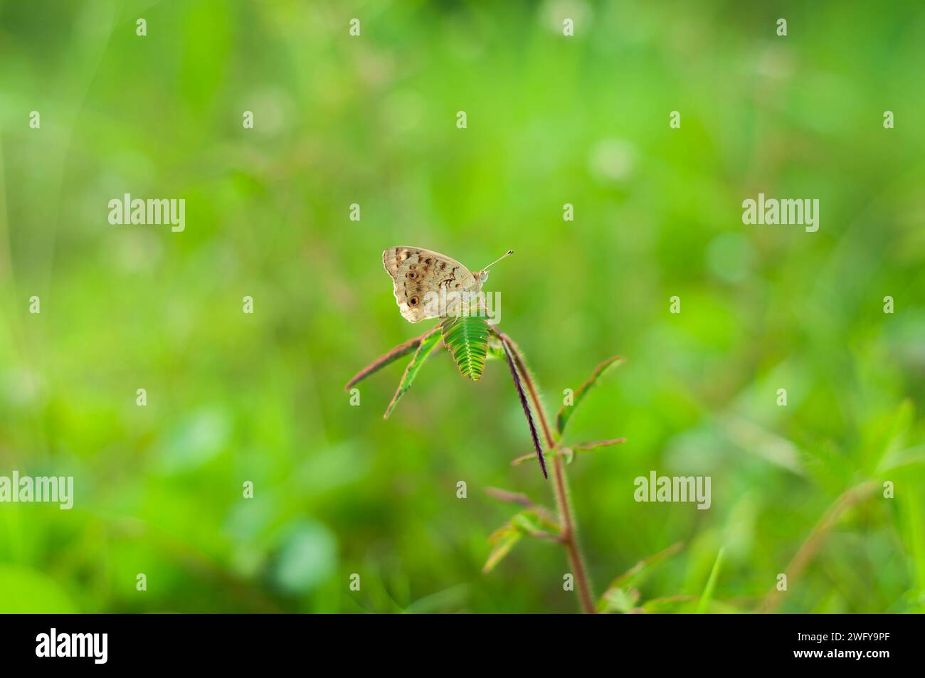 A Brown Butterfly Zizina otis perched in branch of the tree Stock Photo