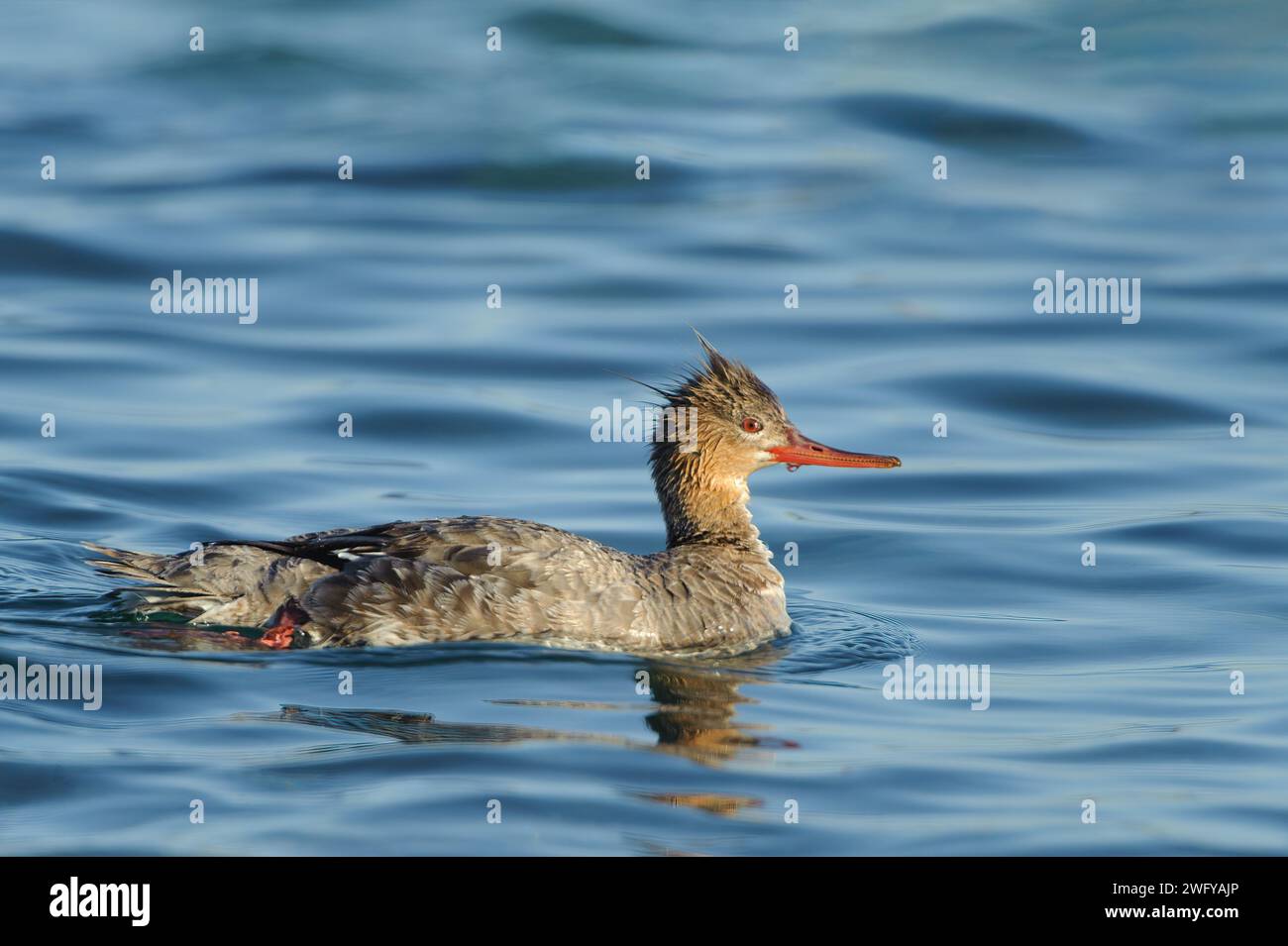 A red-breasted merganser female in the Smith River estuary in northern California. Stock Photo