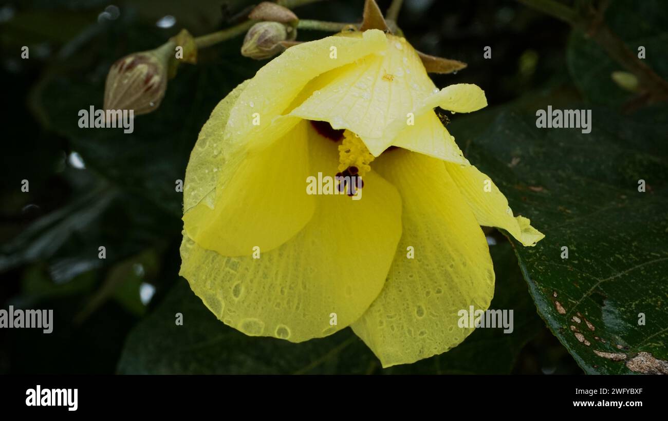 Bright yellow flowers from the Waru tree or Hibiscus Tiliaceus on the edge of the beach Stock Photo