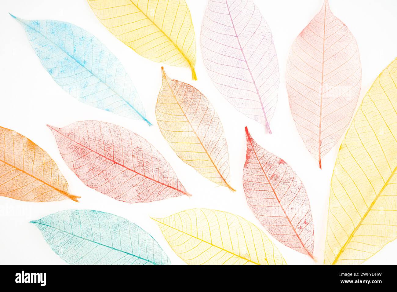 colorful and transparent leaf skeletons on white background Stock Photo ...