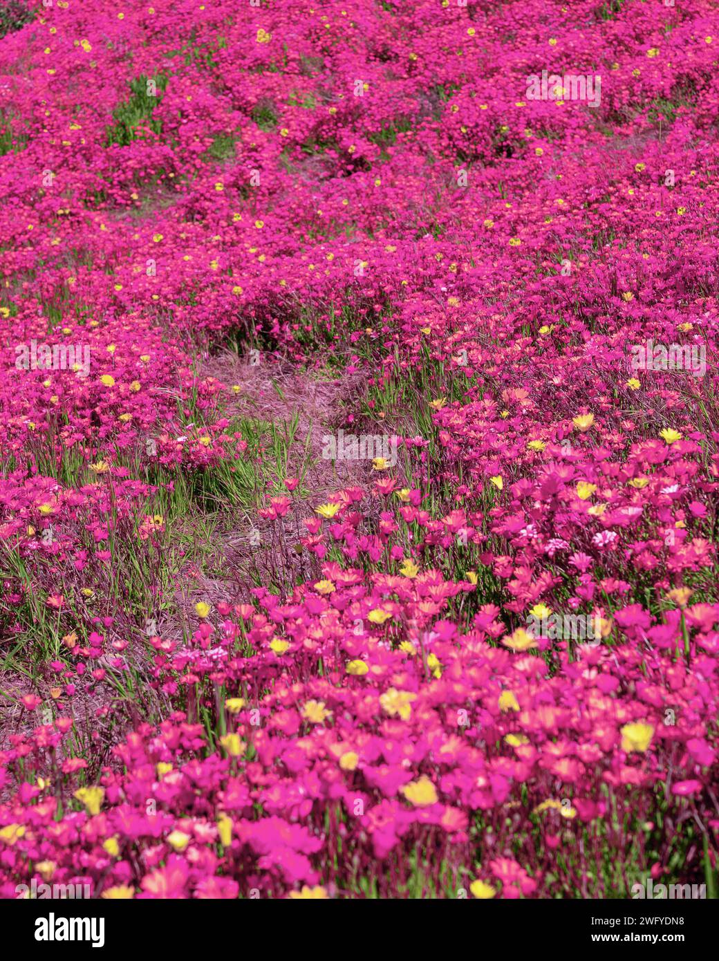 Hillside of wildflowers hi-res stock photography and images - Alamy