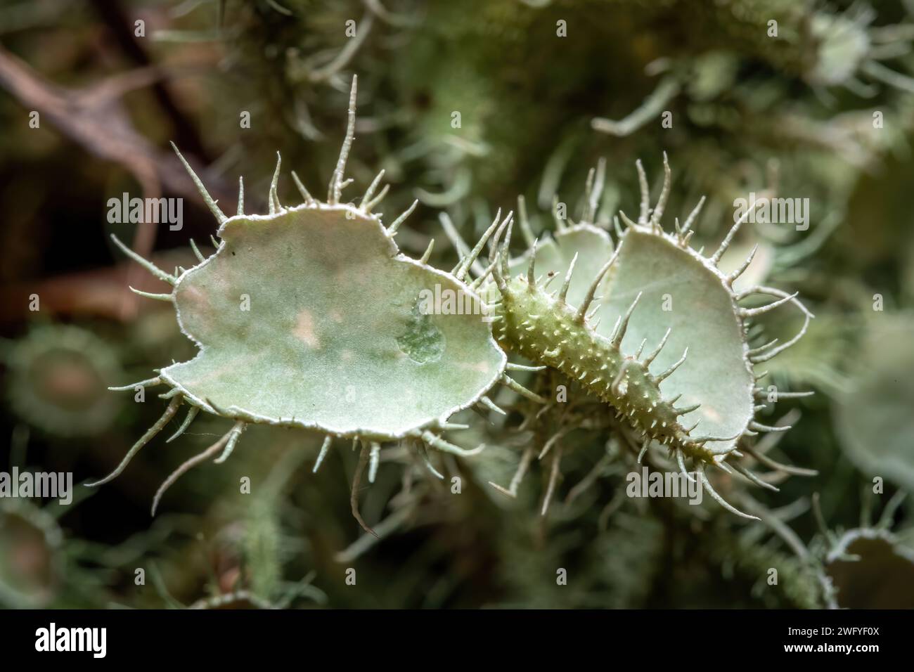 A pair of fruiting bodies known as apothecia of Bushy Beard Lichen (Usnea strigosa). Raleigh, North Carolina. Stock Photo