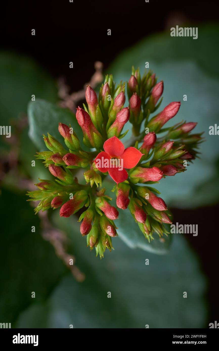 vibrant red kalanchoe flower surrounded with buds, aka flaming katy or widow's thrill, close-up of popular flowering succulent with tiny long lasting Stock Photo