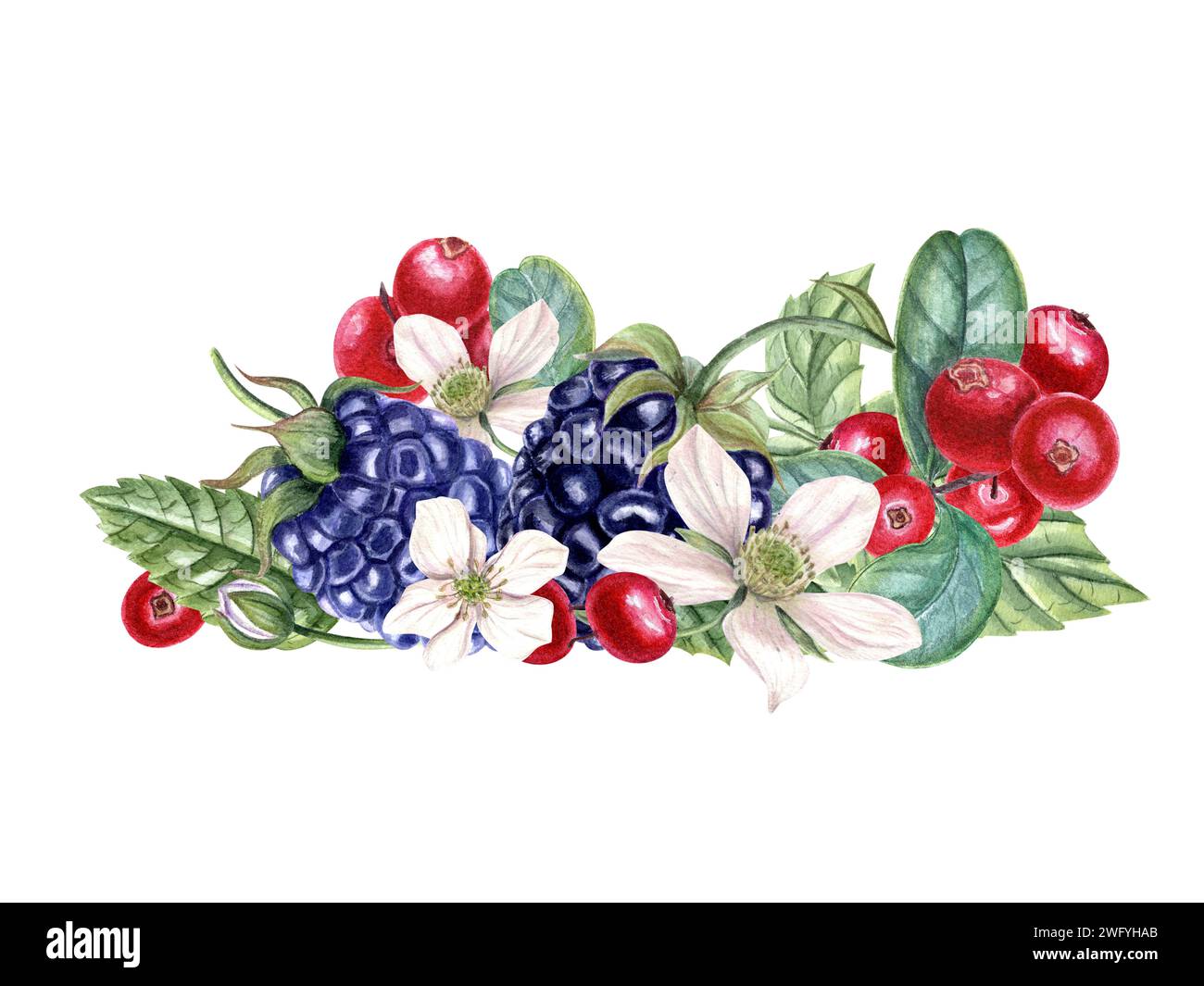Bouquet with fresh blackberry and lingonberry. Red, black berries, flowers, buds on branch with leaves. Dewberry, bramble, cowberry. Watercolor Stock Photo