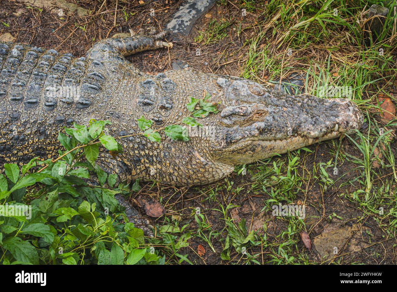 the Crocodile taking a rest on the edge of the swamp Stock Photo