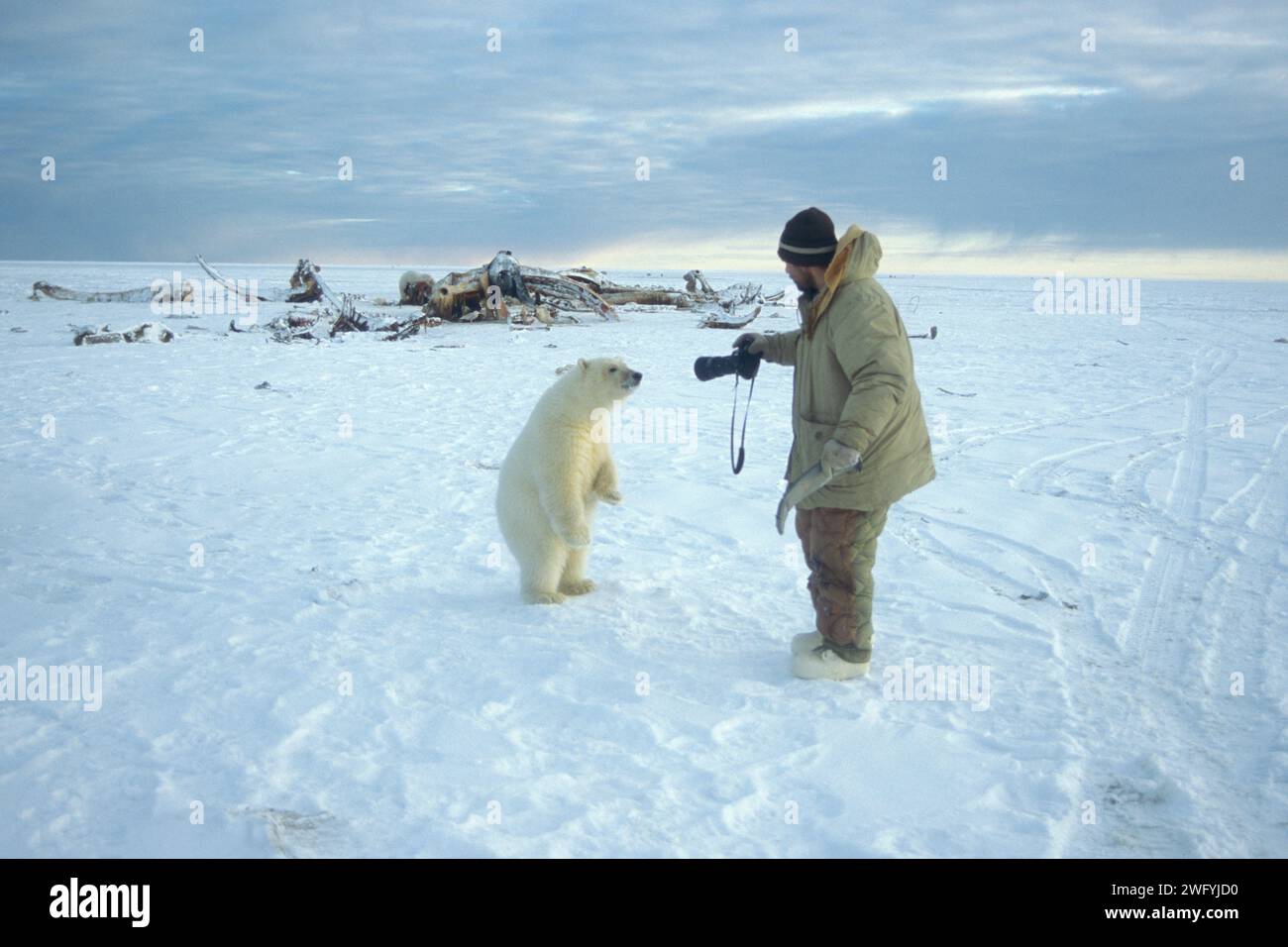 polar bear, Ursus maritimus, curious cub checks out photographer on the pack ice Kaktovik Barter Island Arctic National Wildlife Refuge, Alaska Stock Photo