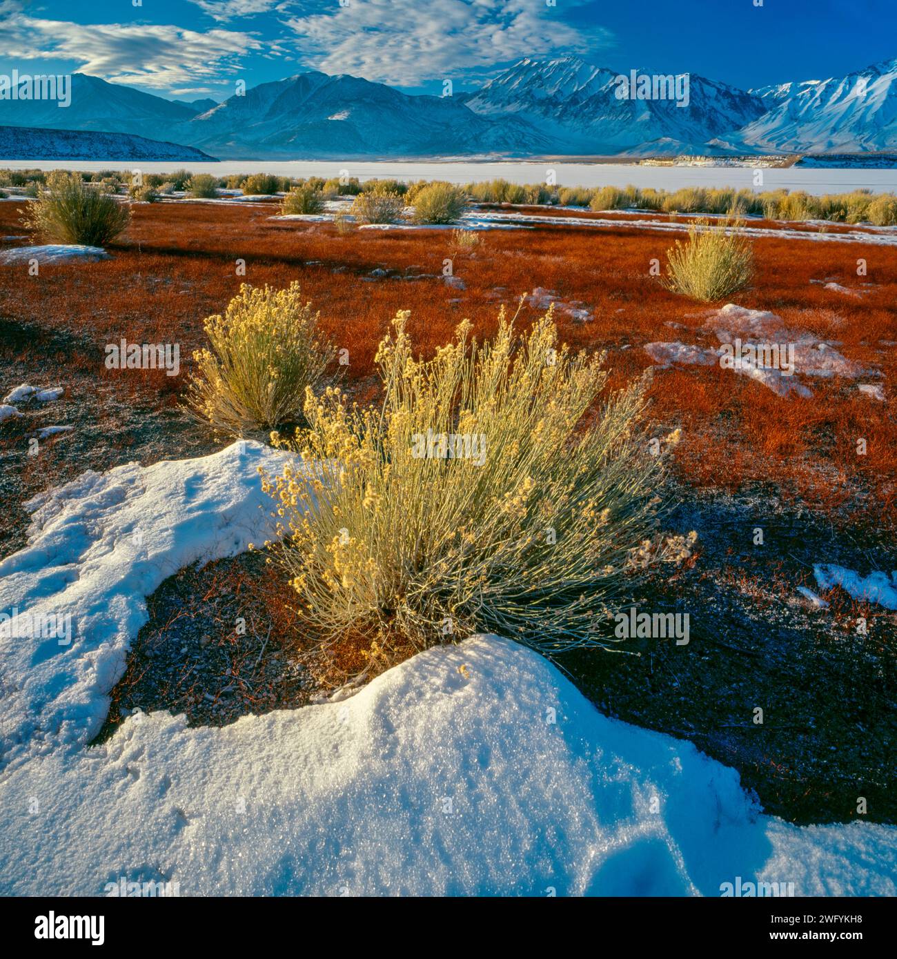 Rabbitbrush, Crowley Lake, Inyo National Forest, Eastern Sierra, California Stock Photo