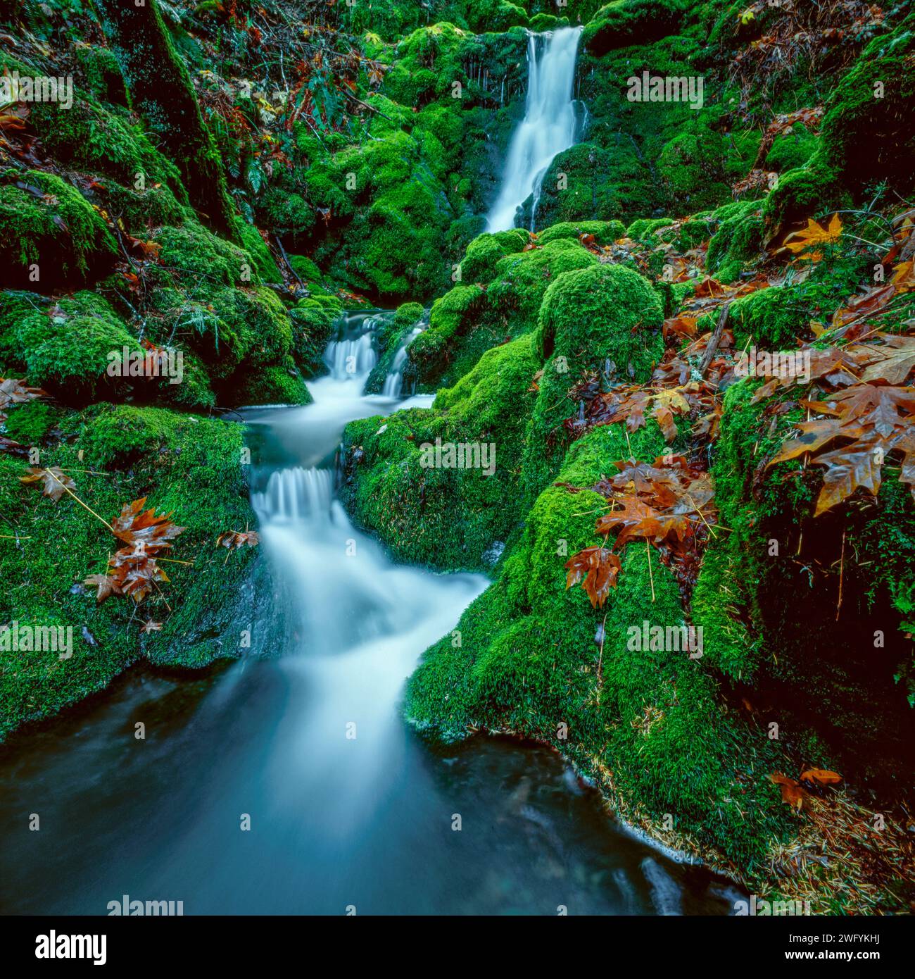 Moss Falls, Mount Tamalpais, Marin County, California Stock Photo Alamy
