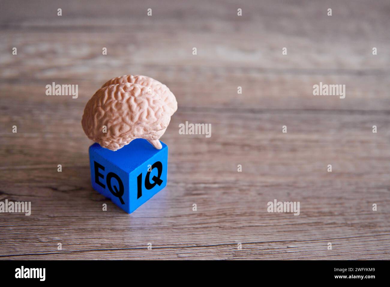 Human brain and wooden cube with word IQ and EQ. Copy space for text. Stock Photo