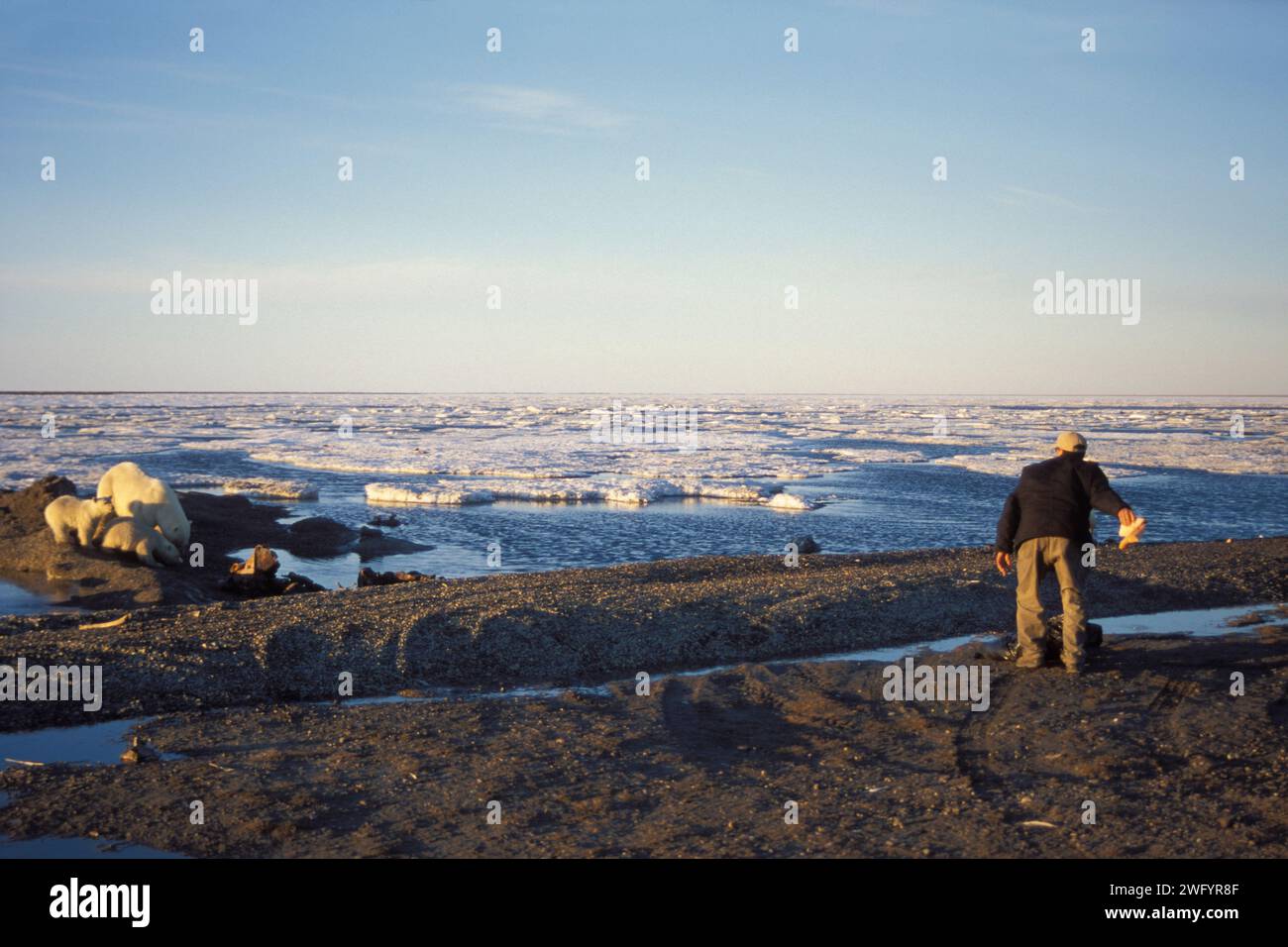 local resident of the Inupiat village of Kaktovik throws out old meat ...
