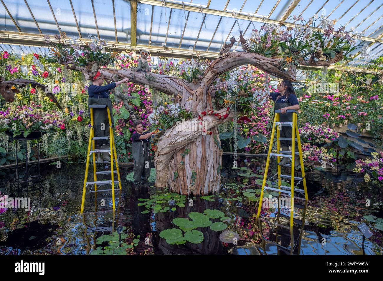 Orchid Festival at Kew Gardens. Vibrant orchid flora from Madagascar forms this years festival display in the Princess of Wales Conservatory. Stock Photo