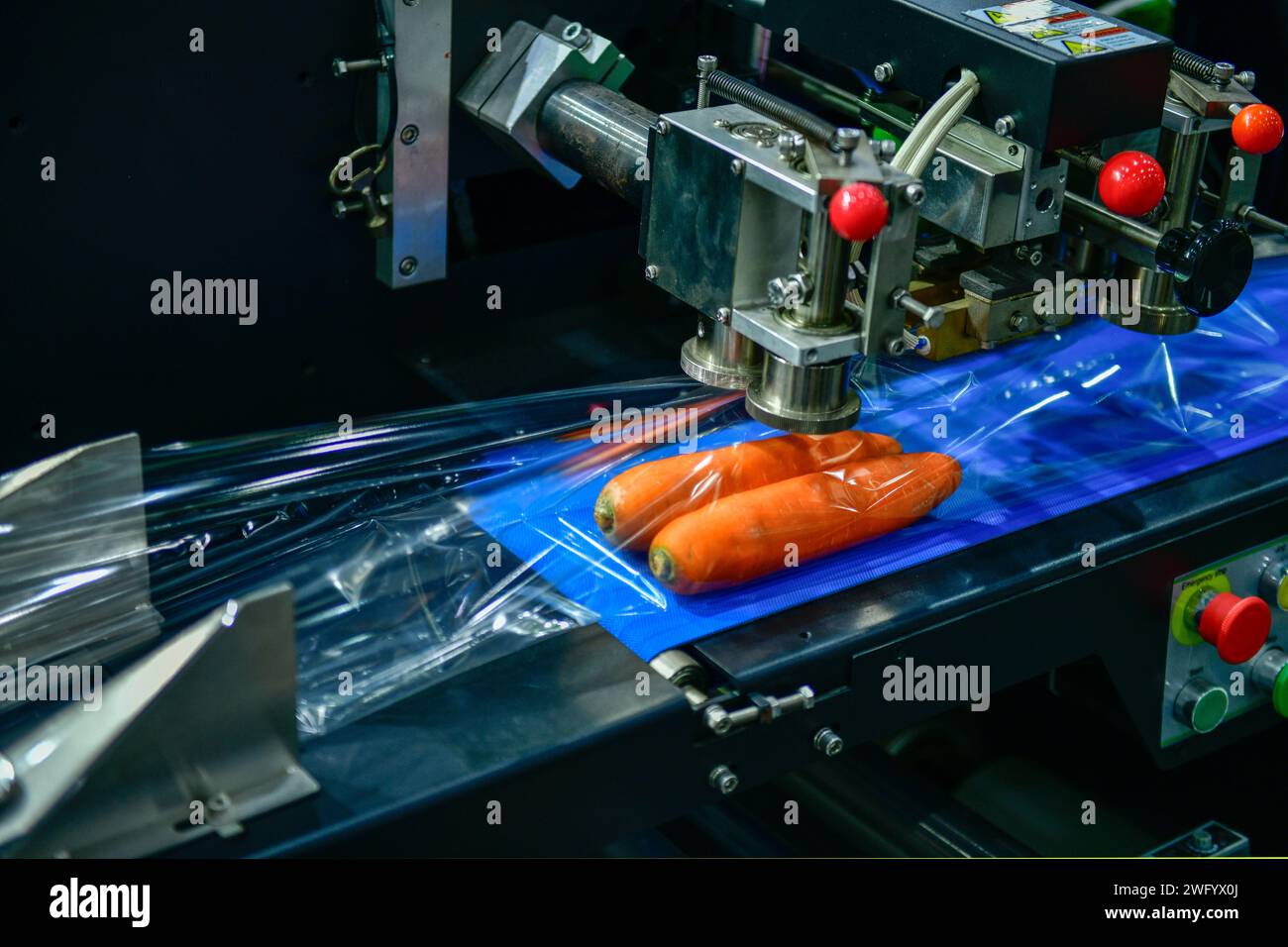Carrots are being wrapped in plastic on a production line. Carrot