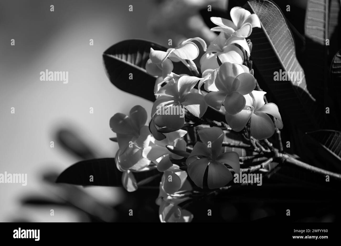 Blue jasmine plant Black and White Stock Photos & Images Alamy