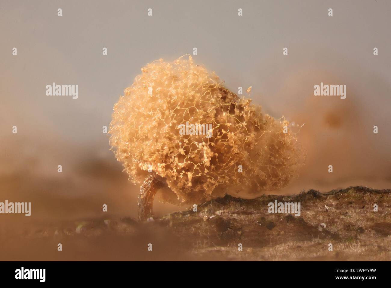 Arcyria pomiformis, a slime mold of the order Trichiales, microscope image of sporangia Stock Photo
