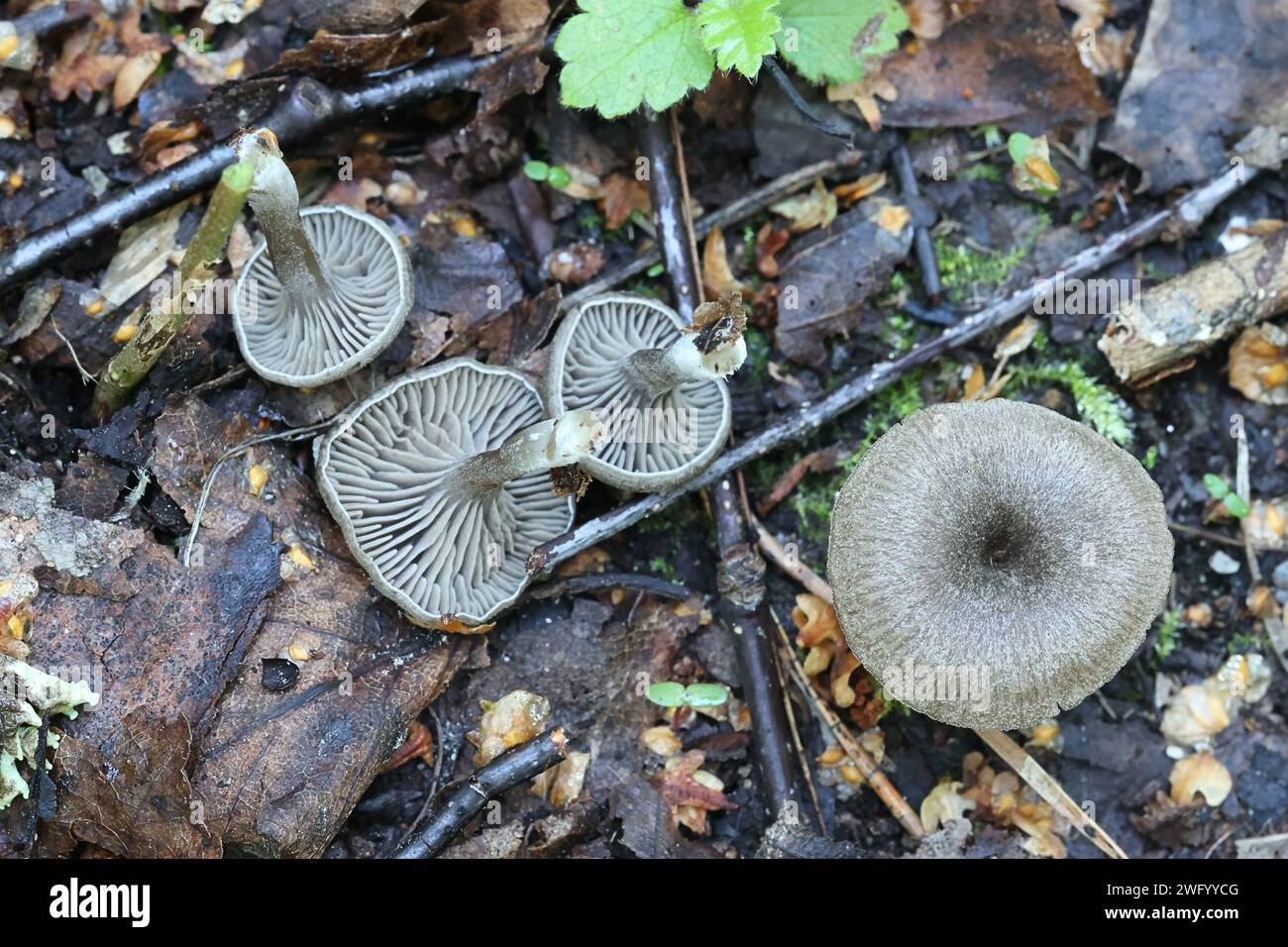 Entoloma undatum, a pinkgill mushroom from Finland, no common English name Stock Photo