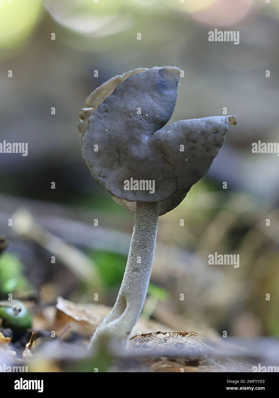 Helvella sublicia, also known as Helvella ephippium, an elfin saddle fungus from Finland, no common English name Stock Photo