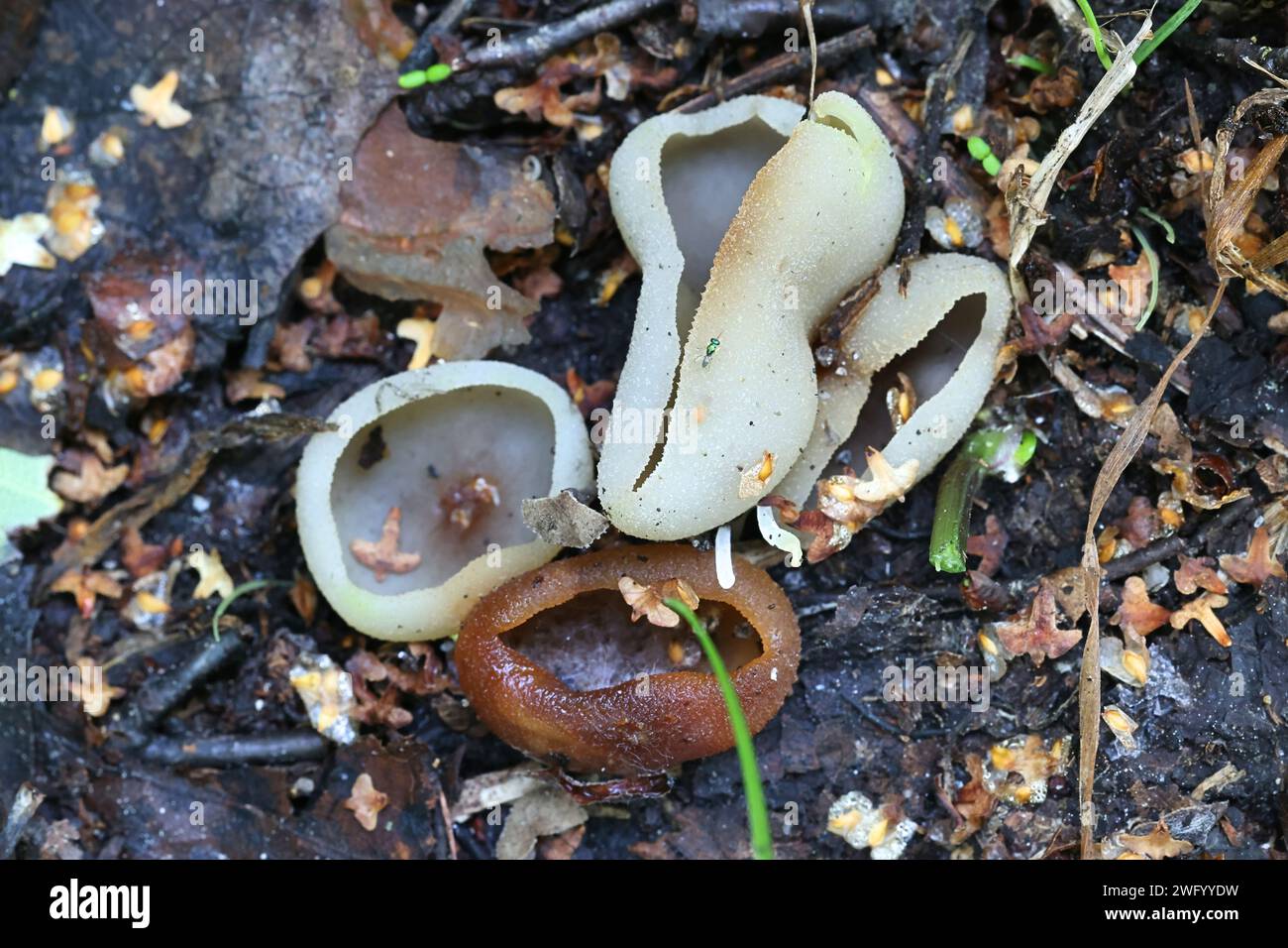 Peziza succosella, yellowing cup fungus from Finland, no common English name Stock Photo