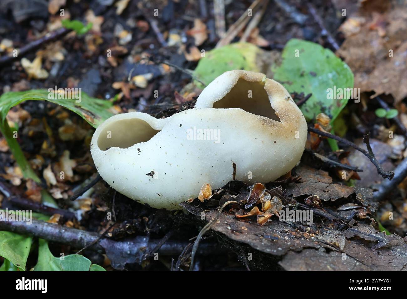 Peziza succosella, yellowing cup fungus from Finland, no common English name Stock Photo