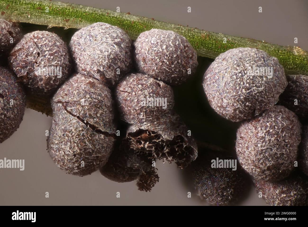 Physarum cinereum, known as grey slime mold, microscope image of sporangia Stock Photo