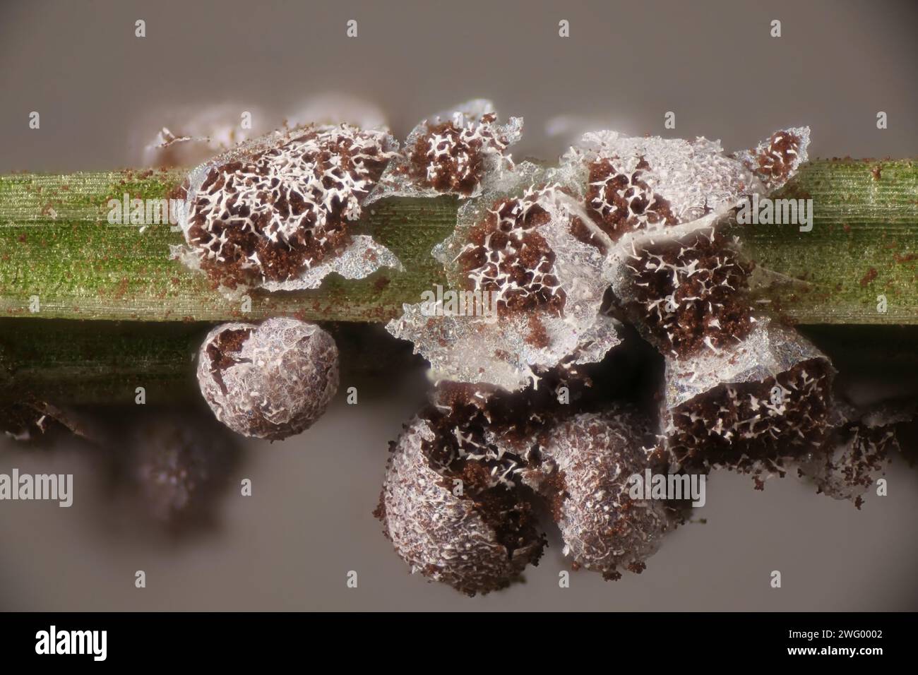 Physarum cinereum, known as grey slime mold, microscope image of capillitium Stock Photo
