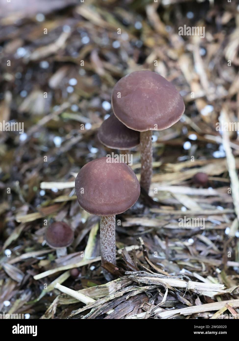 P Cinctulus Panaeolus cinctulus, commonly known as the banded mottlegill, weed ...