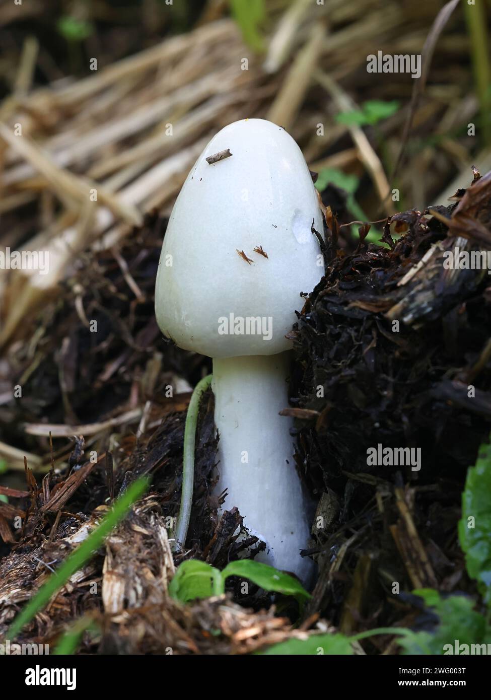Volvopluteus gloiocephalus, known as the big sheath mushroom, stubble rosegill or  rose-gilled grisette, wild mushroom from Finland Stock Photo