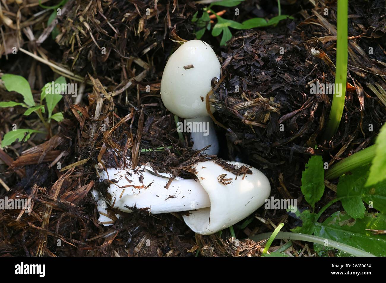 Volvopluteus gloiocephalus, known as the big sheath mushroom, stubble rosegill or  rose-gilled grisette, wild mushroom from Finland Stock Photo