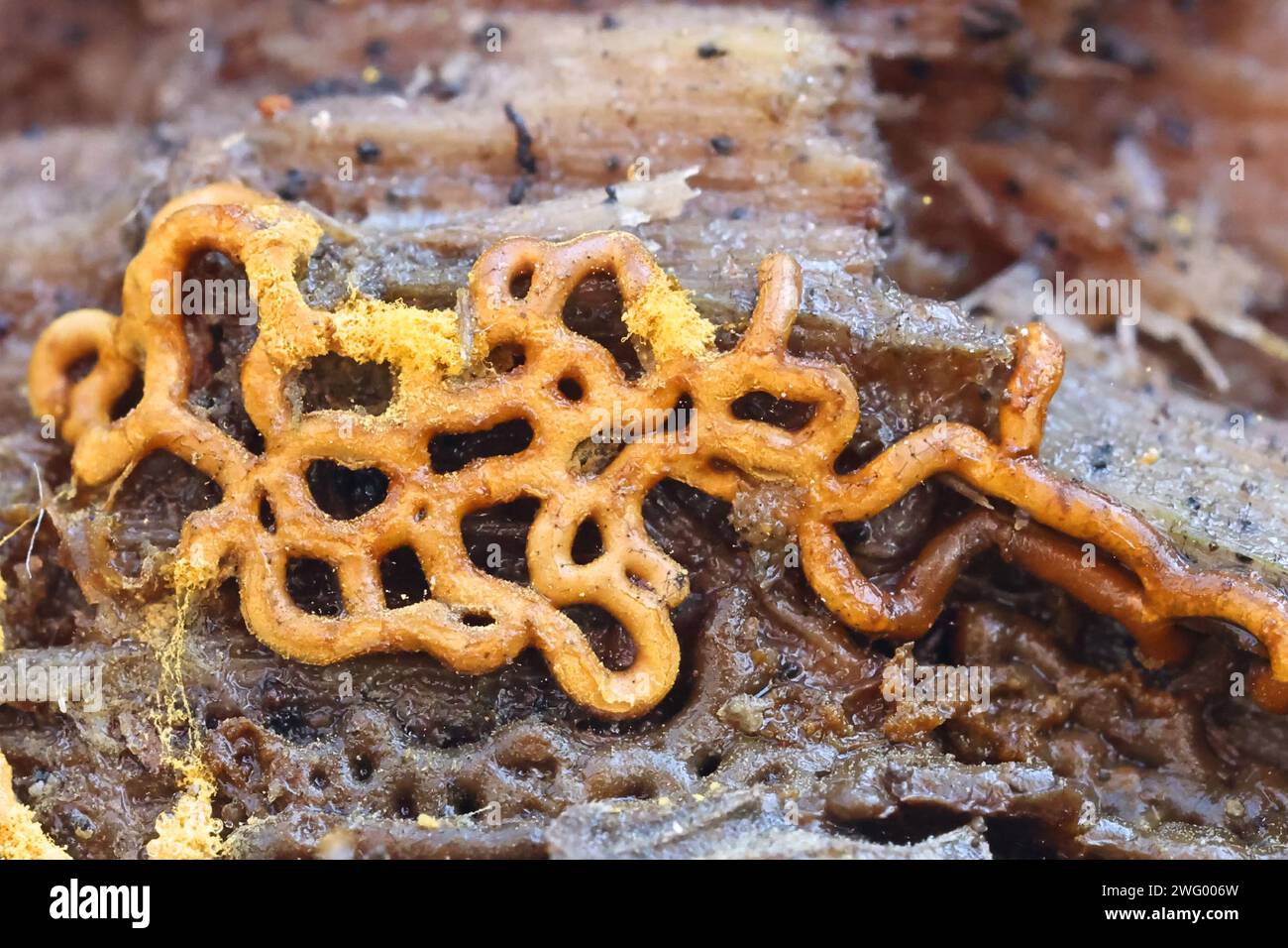 Hemitrichia serpula, known as Pretzel Slime Mold Stock Photo
