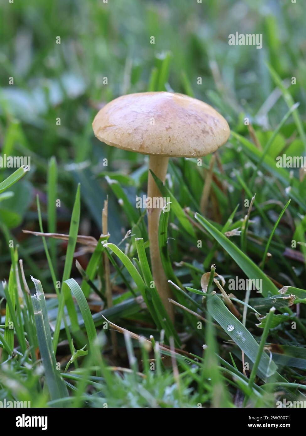 Agrocybe pediales, known as Common Fieldcap, wild mushroom from Finland Stock Photo