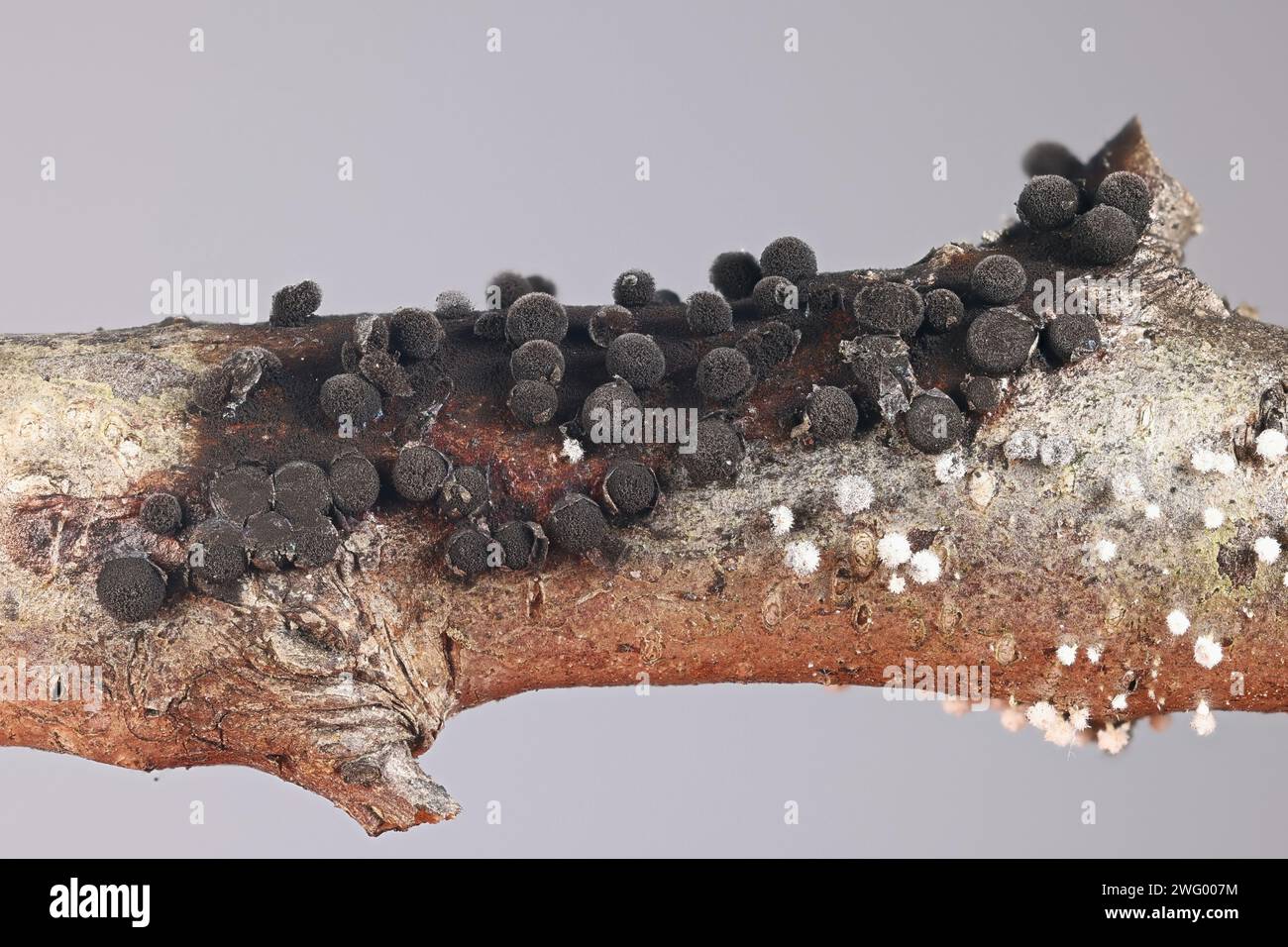 Lamproderma spinulosporum, a nivicolous slime mold from Finland, no common English name Stock Photo