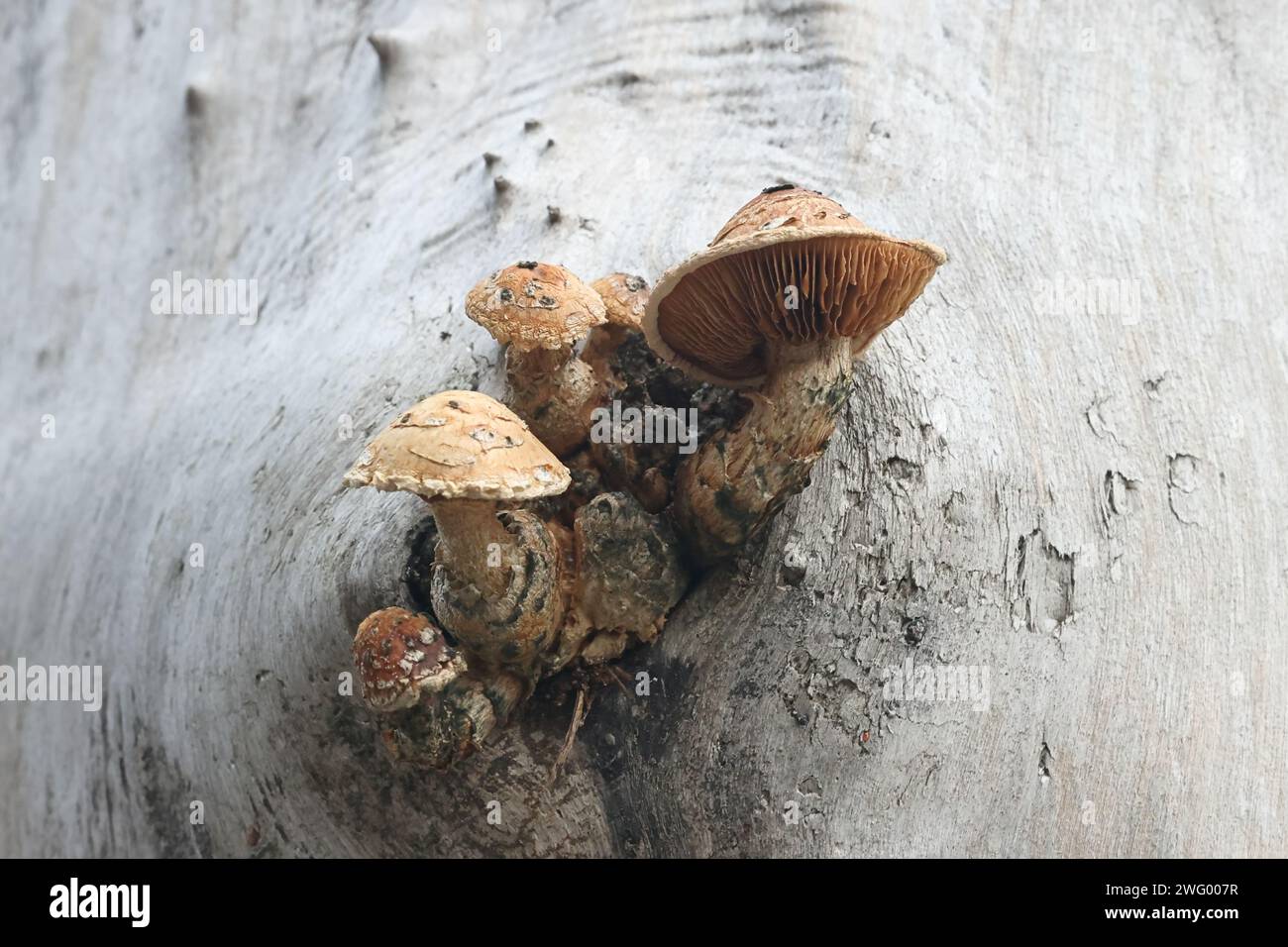 Hemipholiota populnea, also known as Pholiota populnea, a scalycap mushrooms from Finland, no common English name Stock Photo