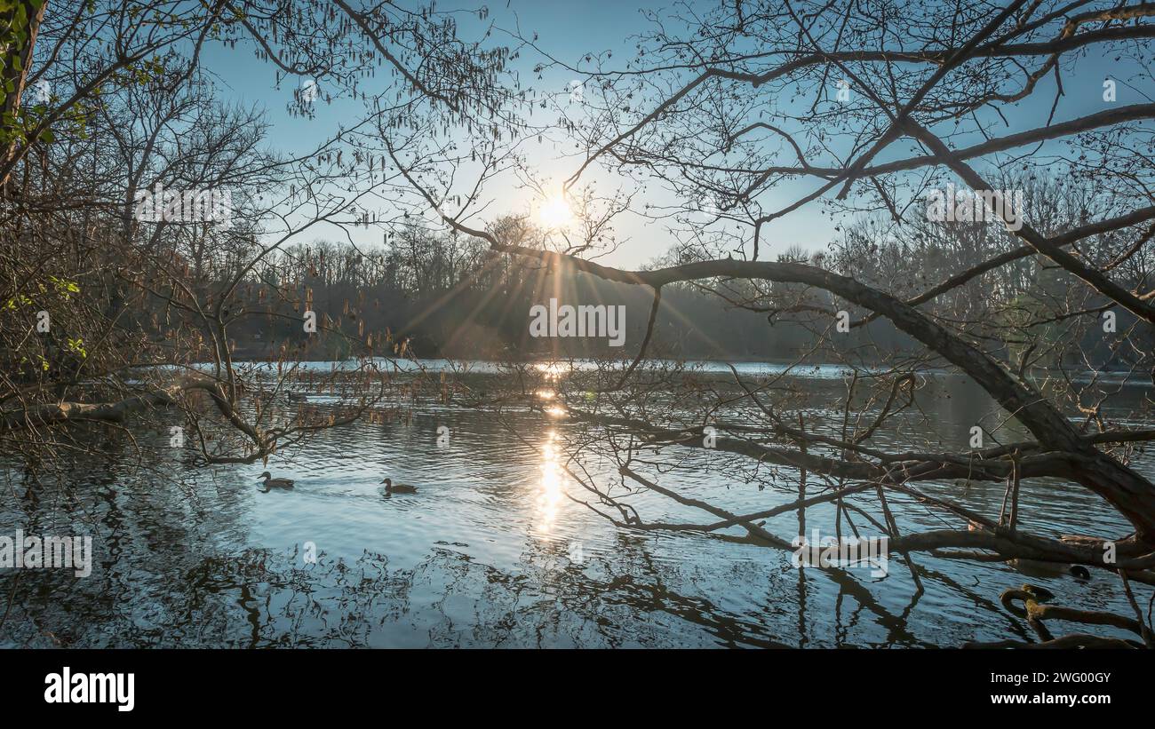 A sunlight filters through tree branches, casting a stunning glow on the tranquil water Stock Photo
