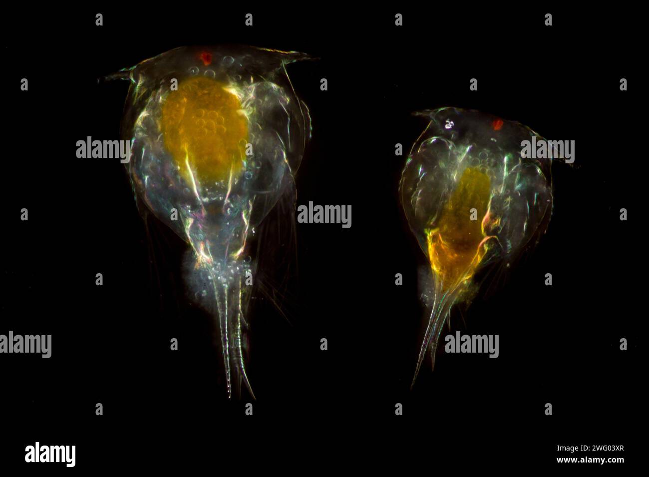 Barnacle plankton hi-res stock photography and images - Alamy