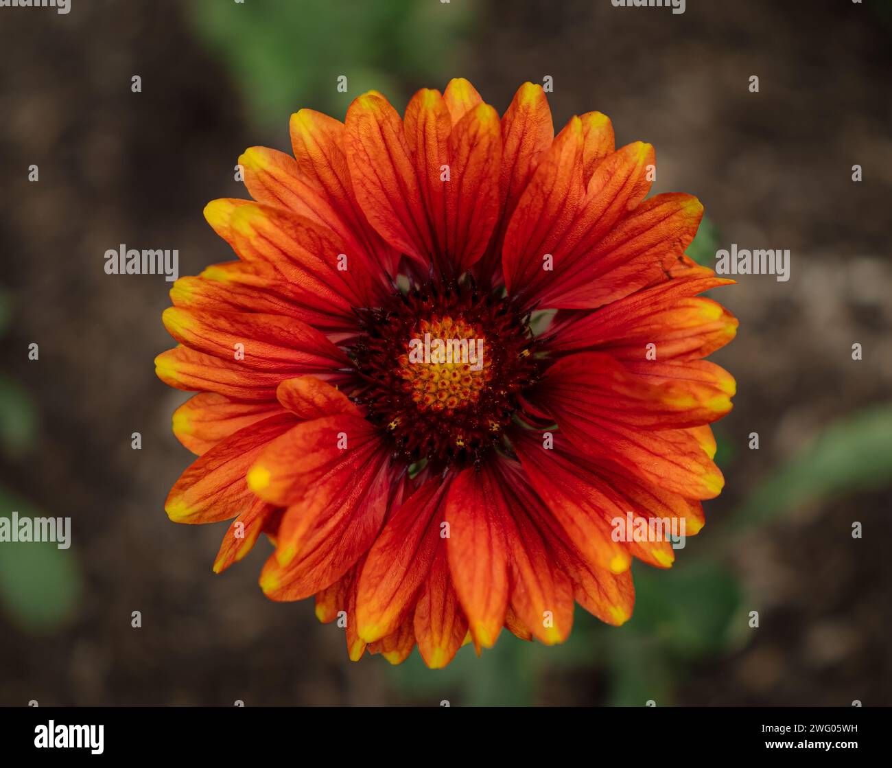 Firewheel in a garden hi res stock photography and images Alamy