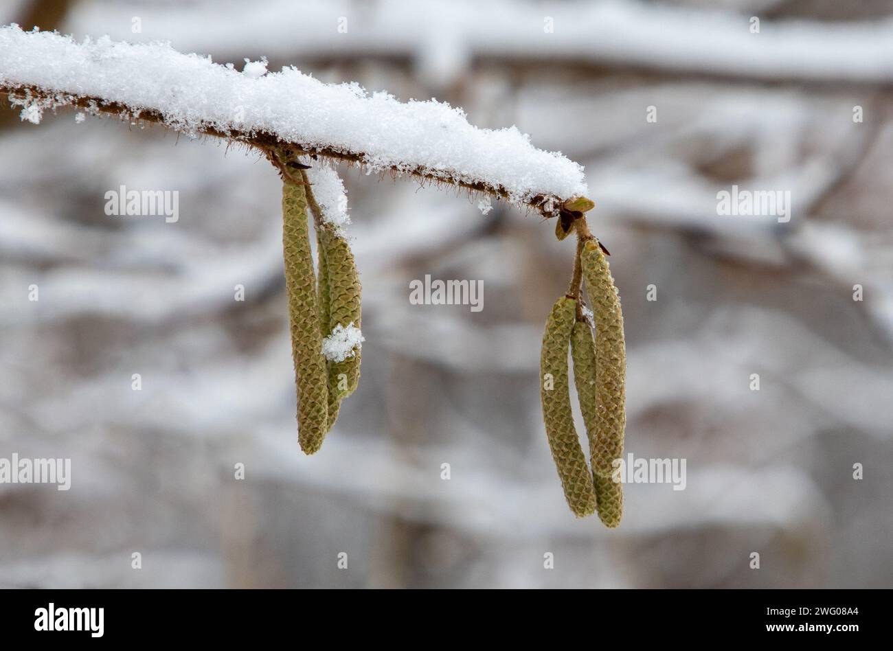 A twig with Corylus avellana flowers in winter Stock Photo