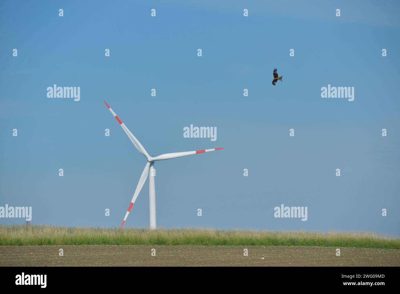 Windrad und Rotmilan Stock Photo
