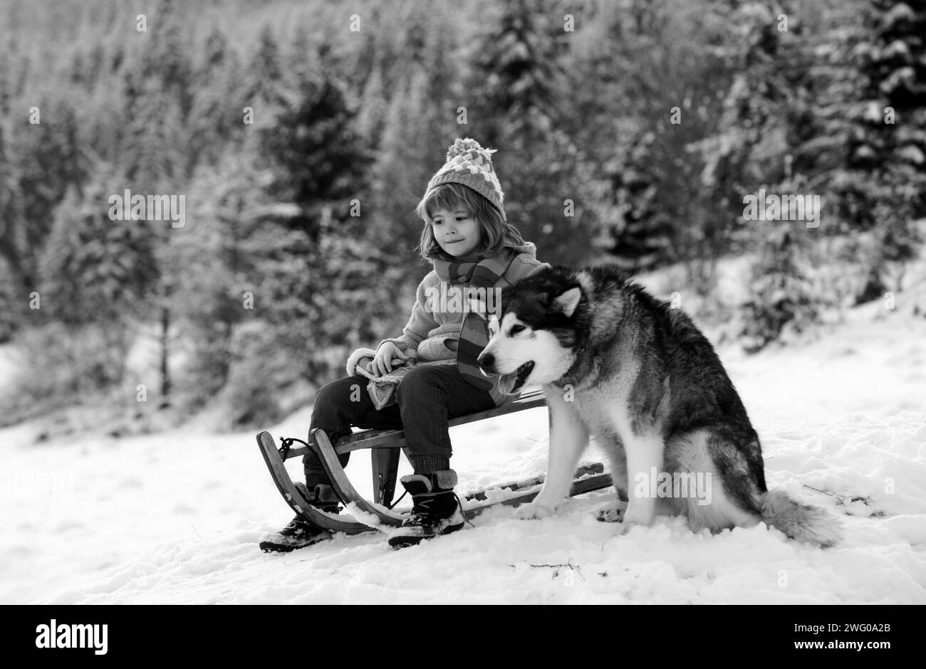 Boy kid sliding with sledge in the winter snow with dog husky. Christmas kids holidays and Happy New Year Stock Photo